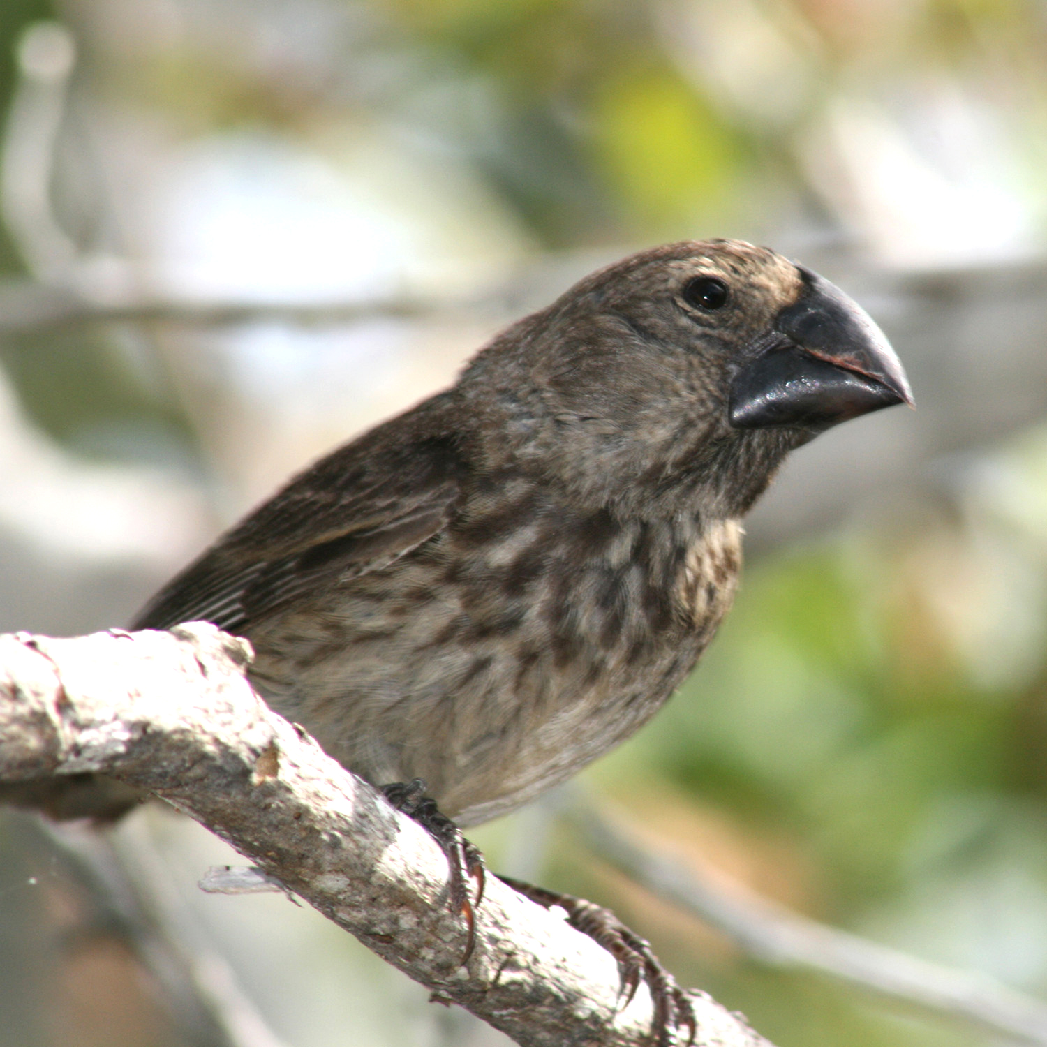 For Darwin s Finches Beak Shape Goes Beyond Evolution